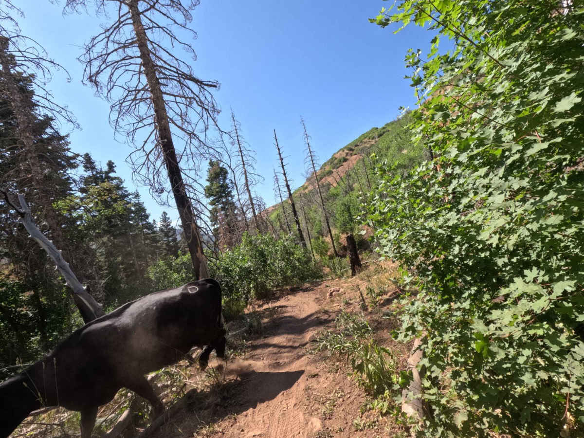 Bennie Creek - FS 8071 trail photo