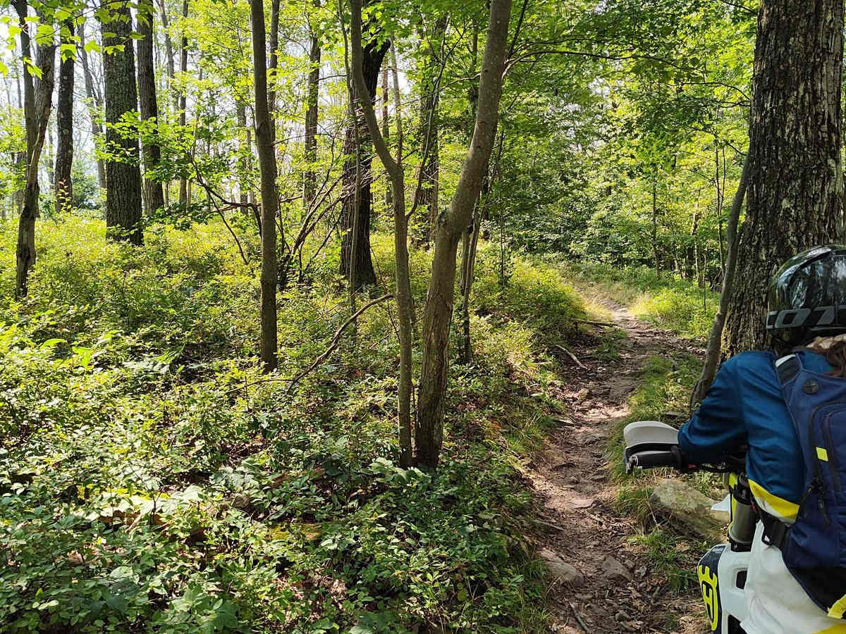 Tower Trail - Single Track photo 4