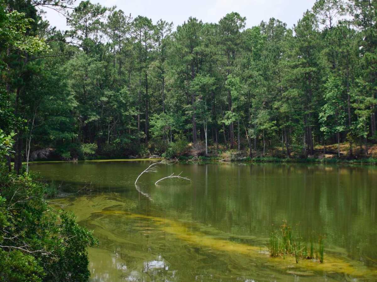 Jackie Lake Road - FSR 155 photo 6