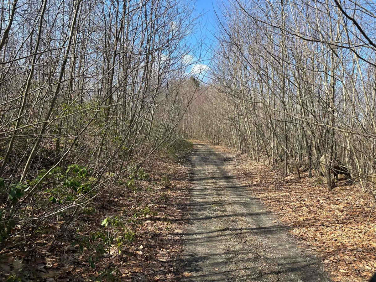 Locust Gap 43 photo 3