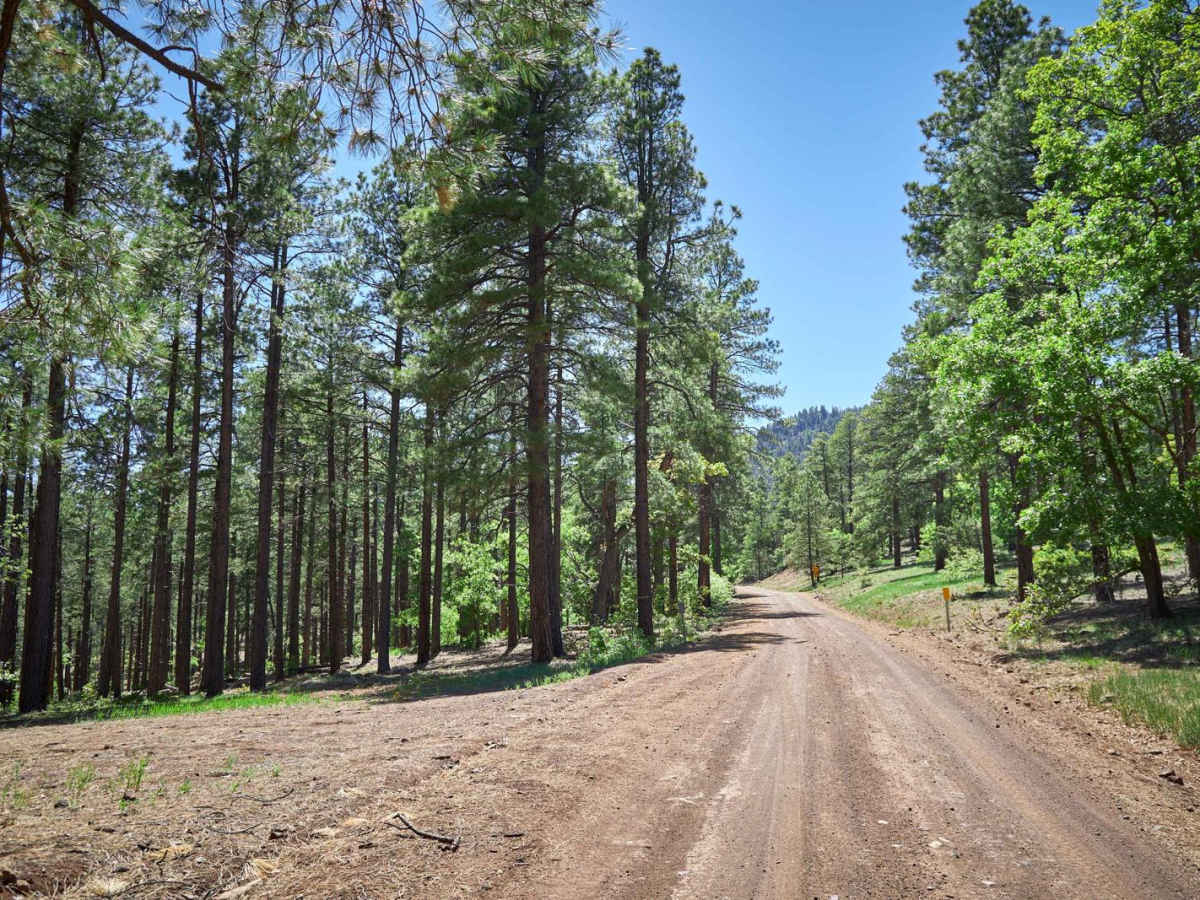 Bill Williams Mountain photo 4