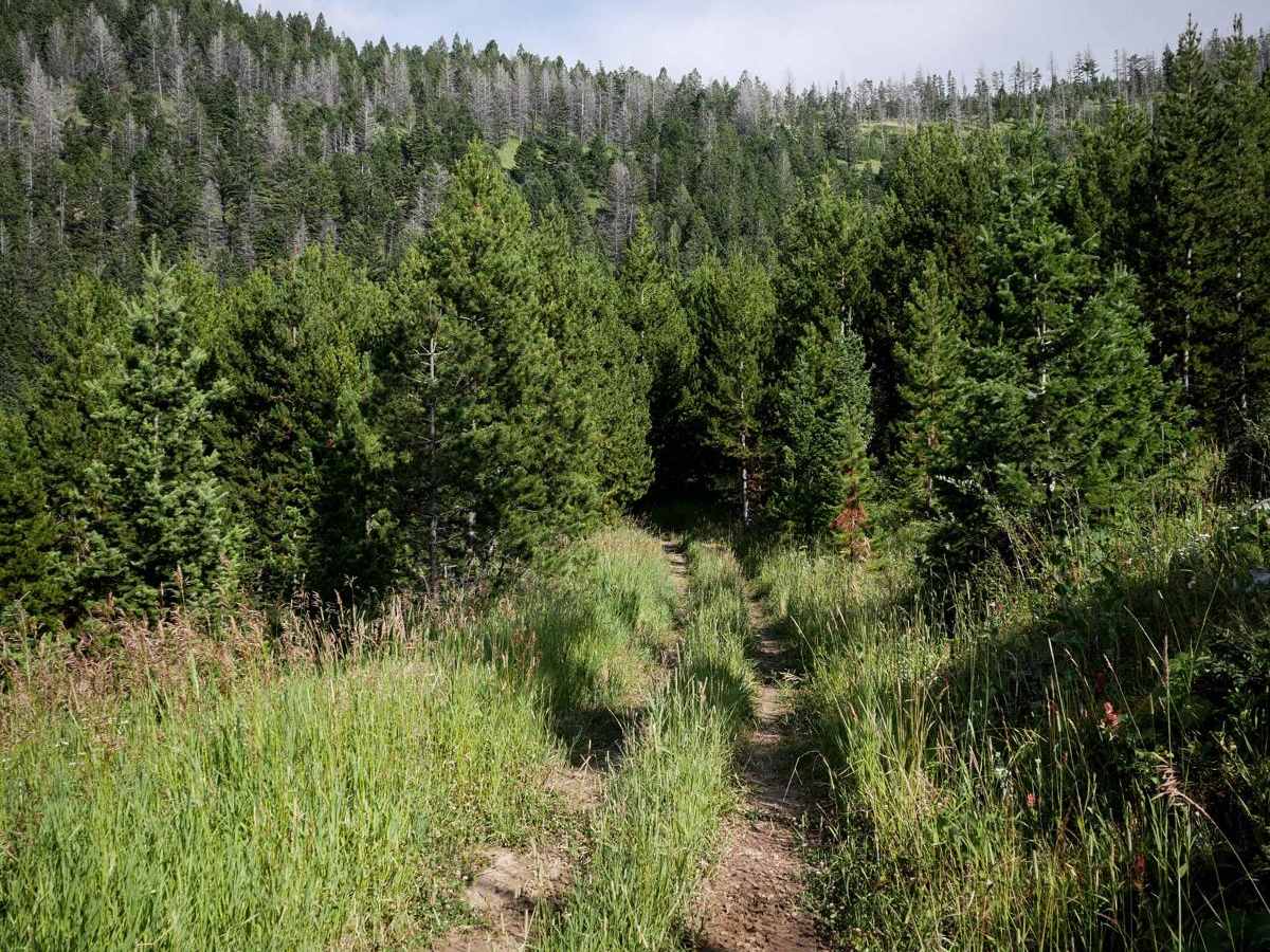 Canyon Creek Trail photo 2