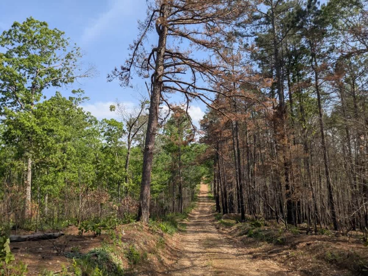 Barkshed Road trail photo