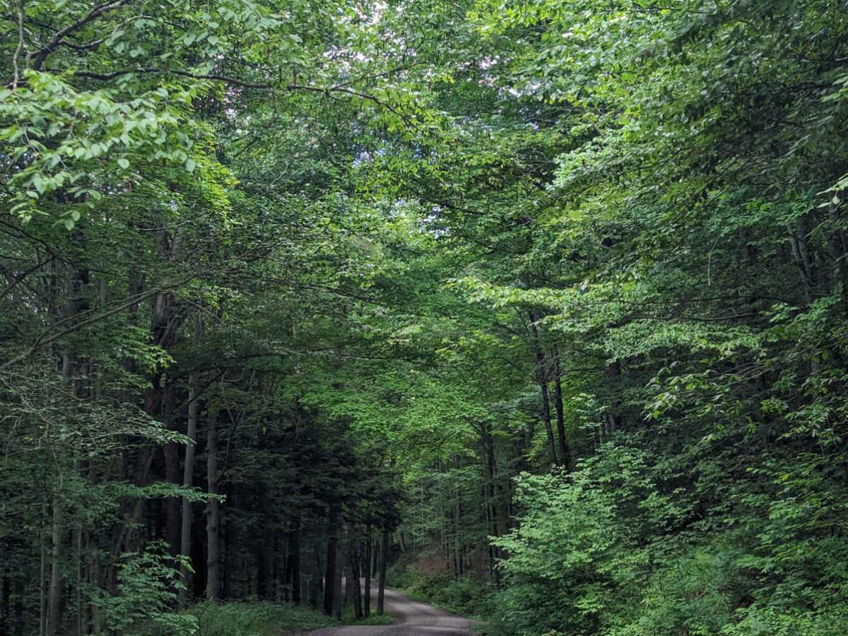 Mineral Spring Road photo 6
