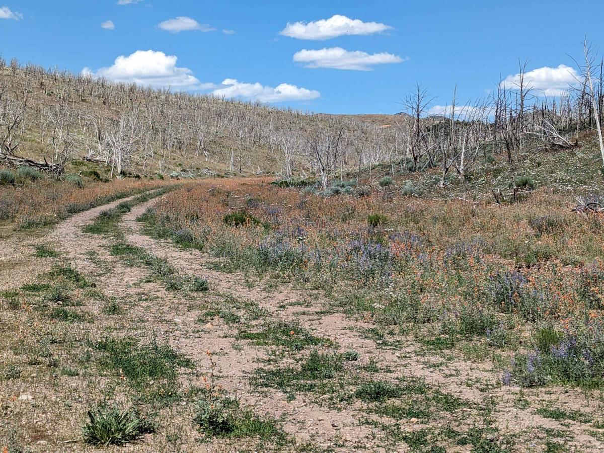 Homestrike Mine - Horseshoe Mine Trail photo 3