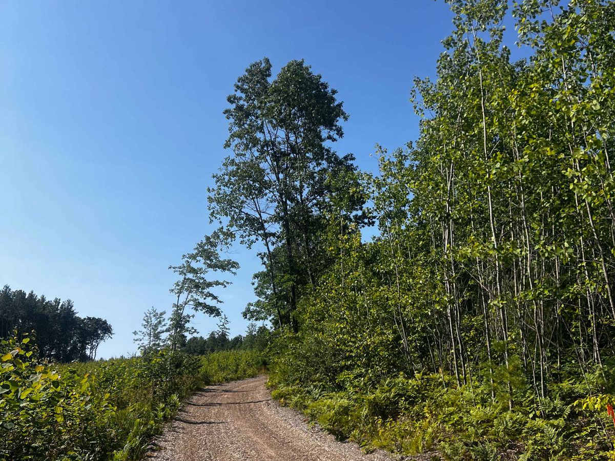 River Forest Loop Trail photo 3