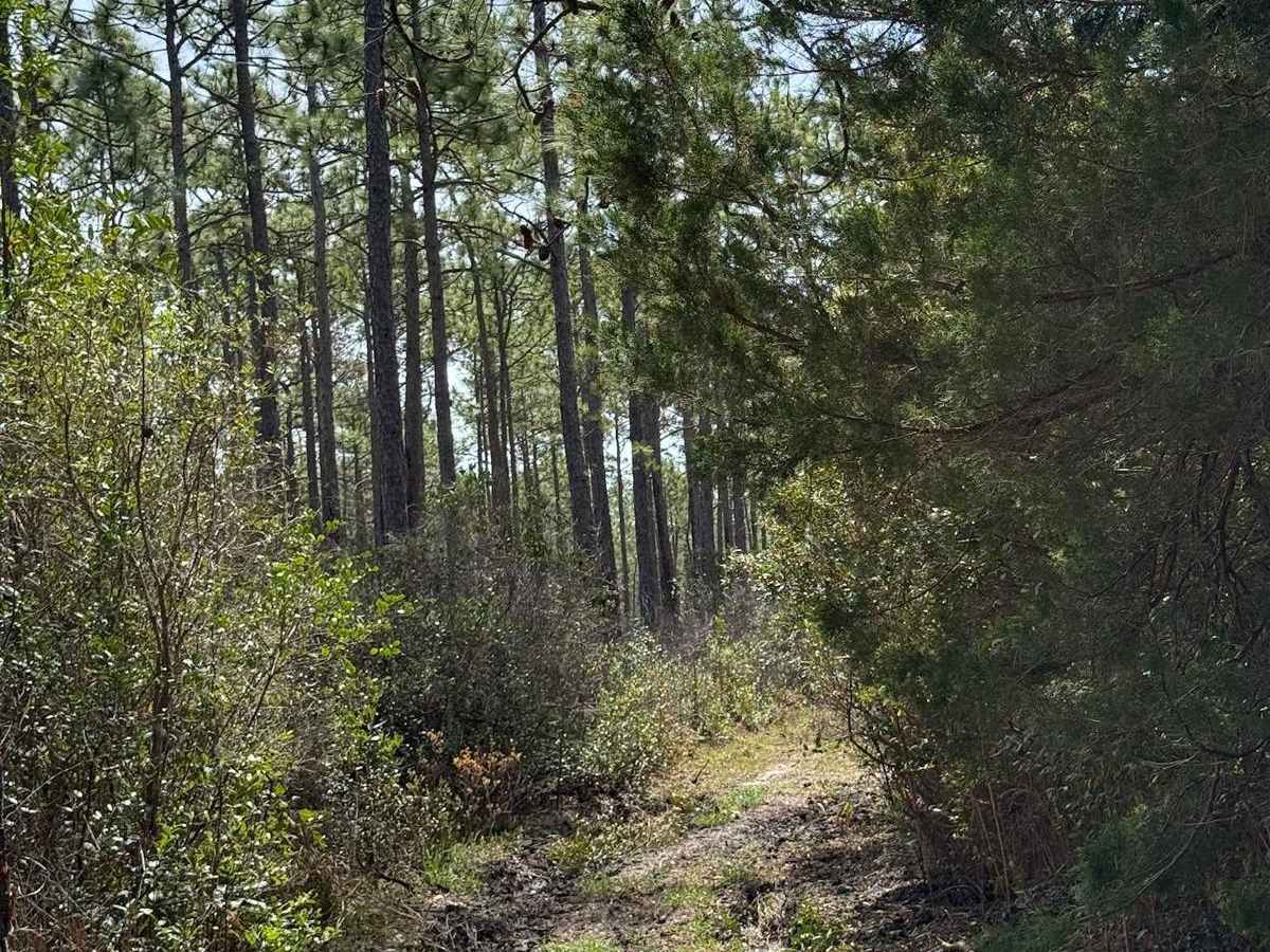 Pettiford Creek Trail 13 photo 5