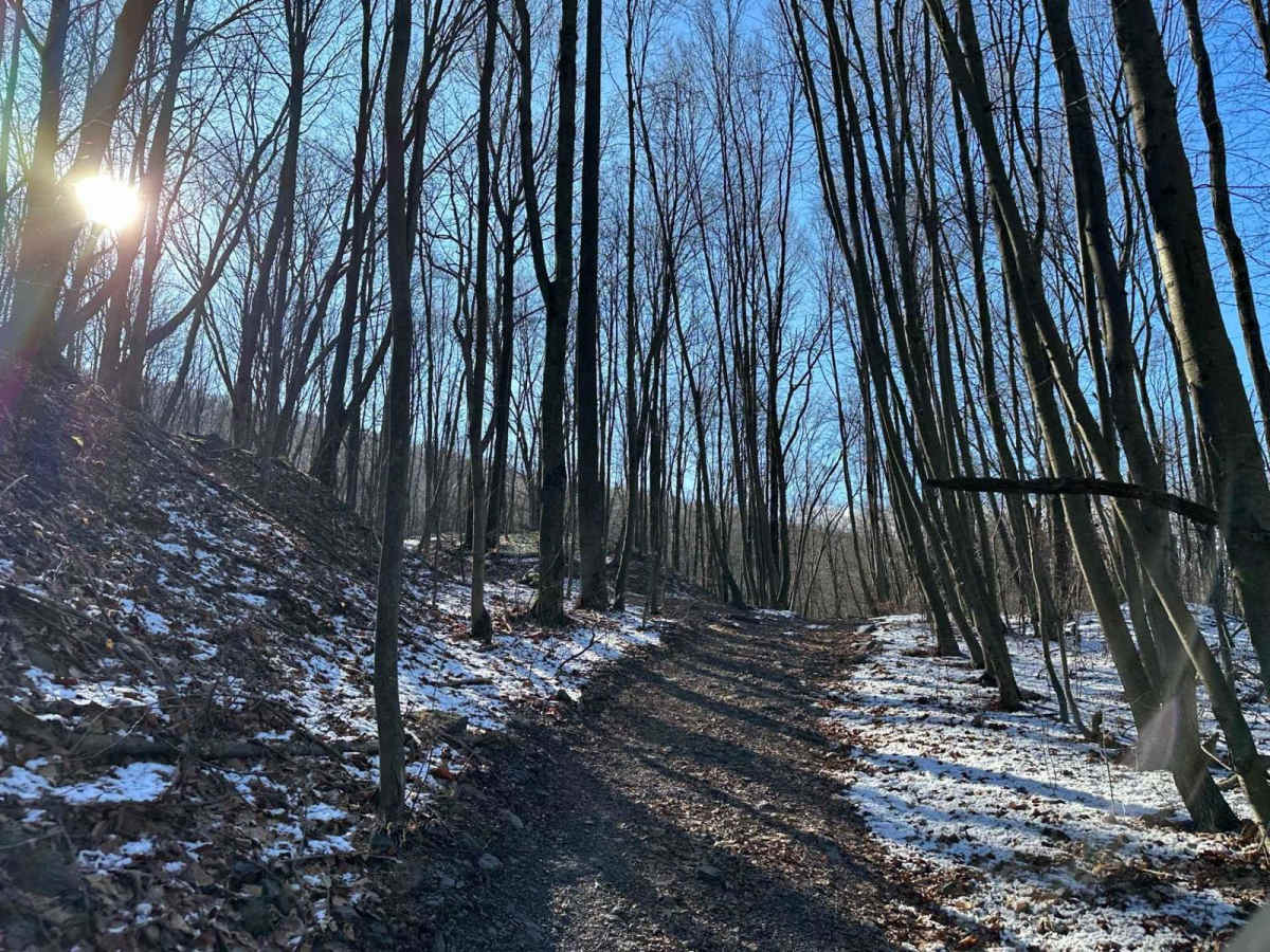 Locust Gap 71 photo 6