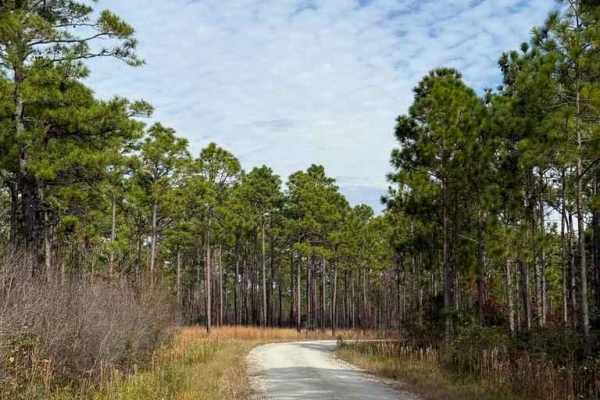 Bogue Road