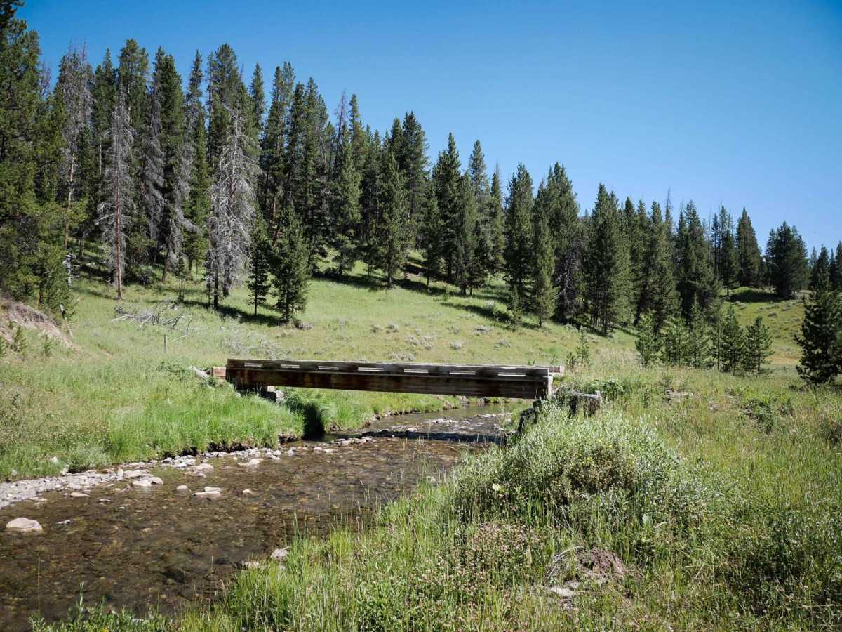 Cinnamon Buck trail photo