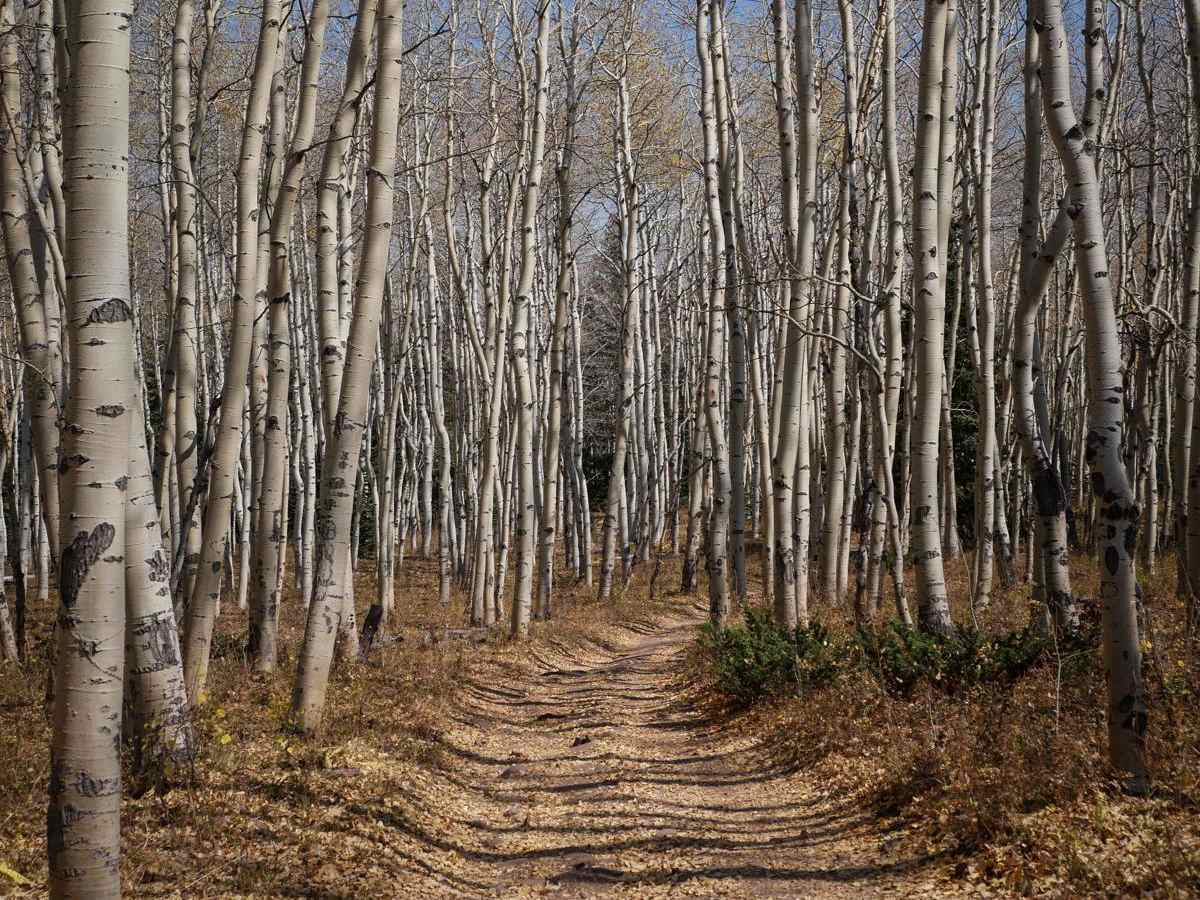 Rim ATV Trail trail photo