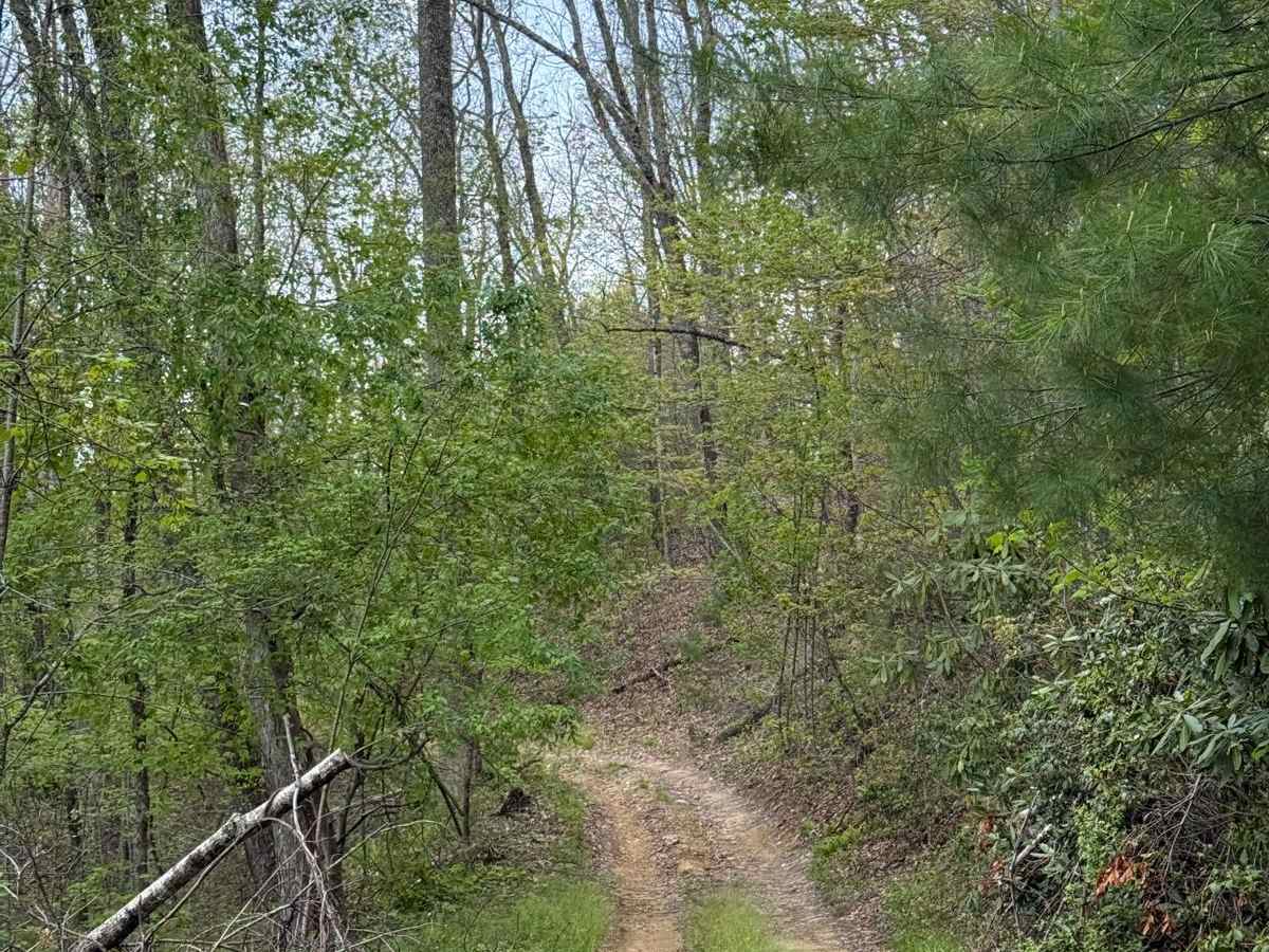 Alfred Woodie Lane photo 6
