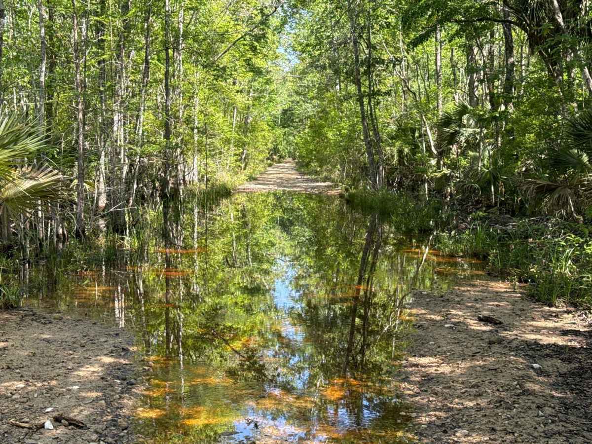 Firebreak 14 - Aucilla WMA trail photo