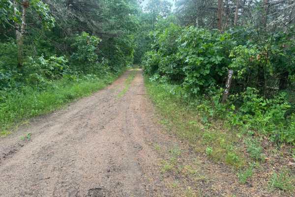 Forest Route 9195