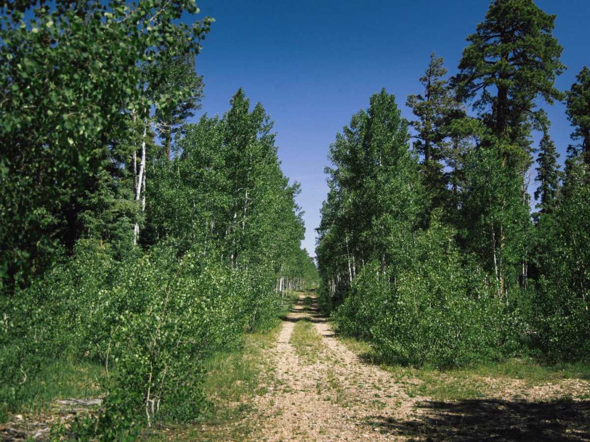 219a trail photo