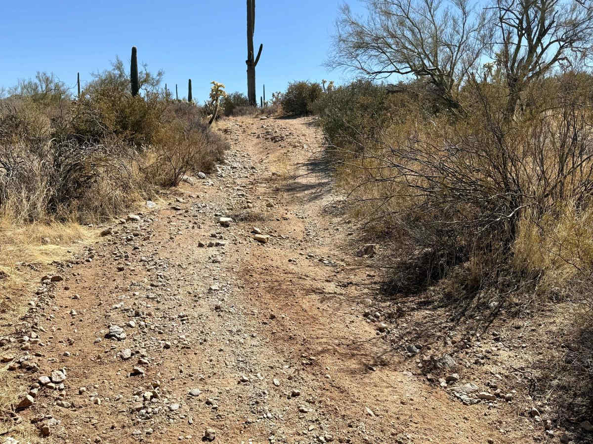 Chasing Cholla photo 6