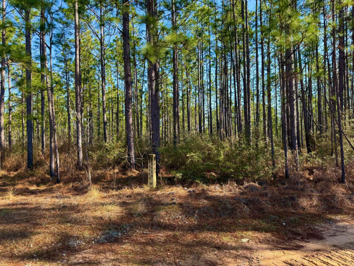 Florida State R81 trail photo