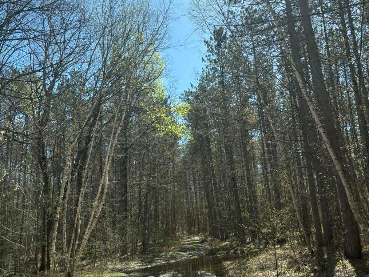 Forest Road 2073 photo 5