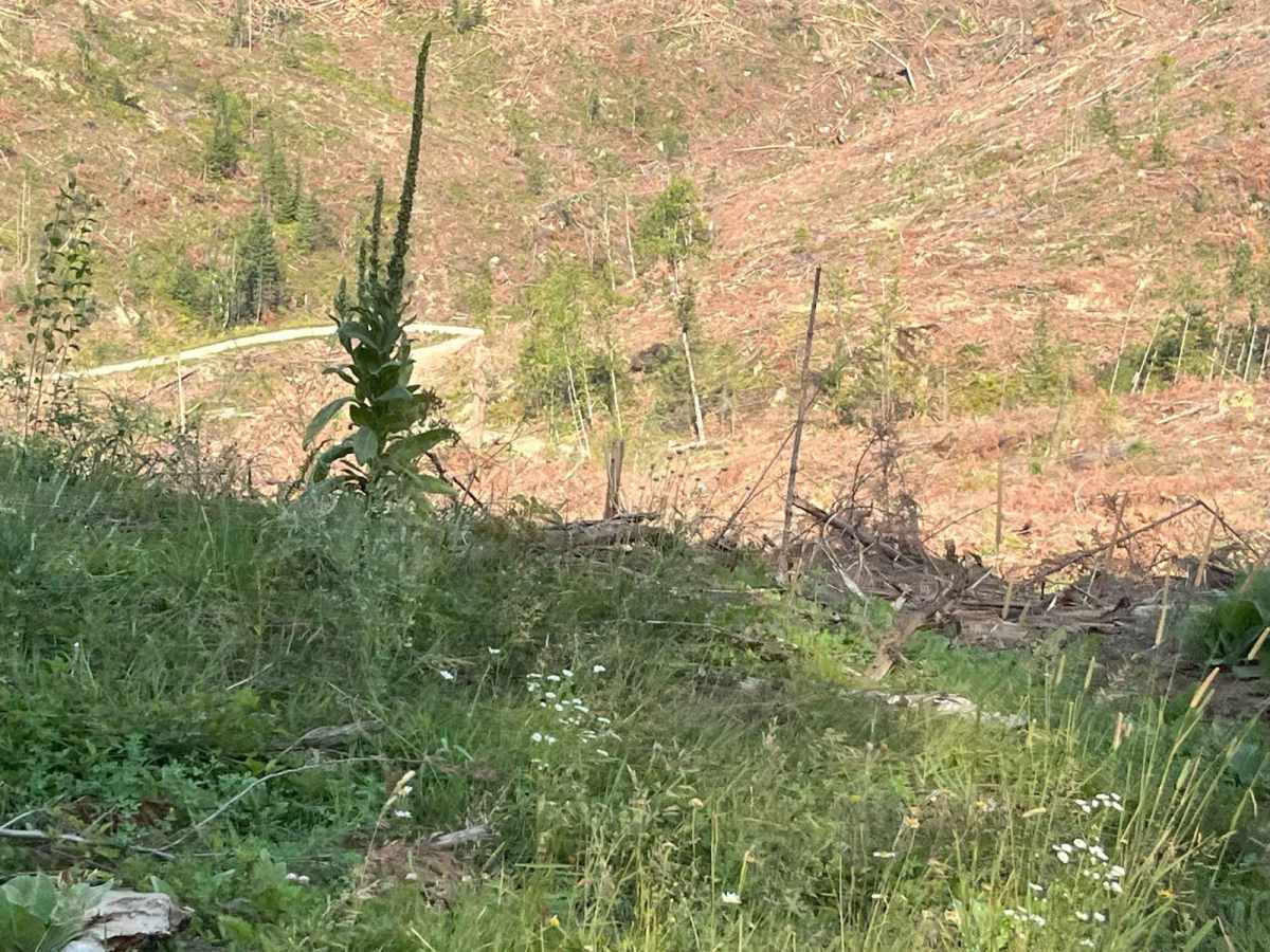 Little Meadow Creek OHV Campground photo 2