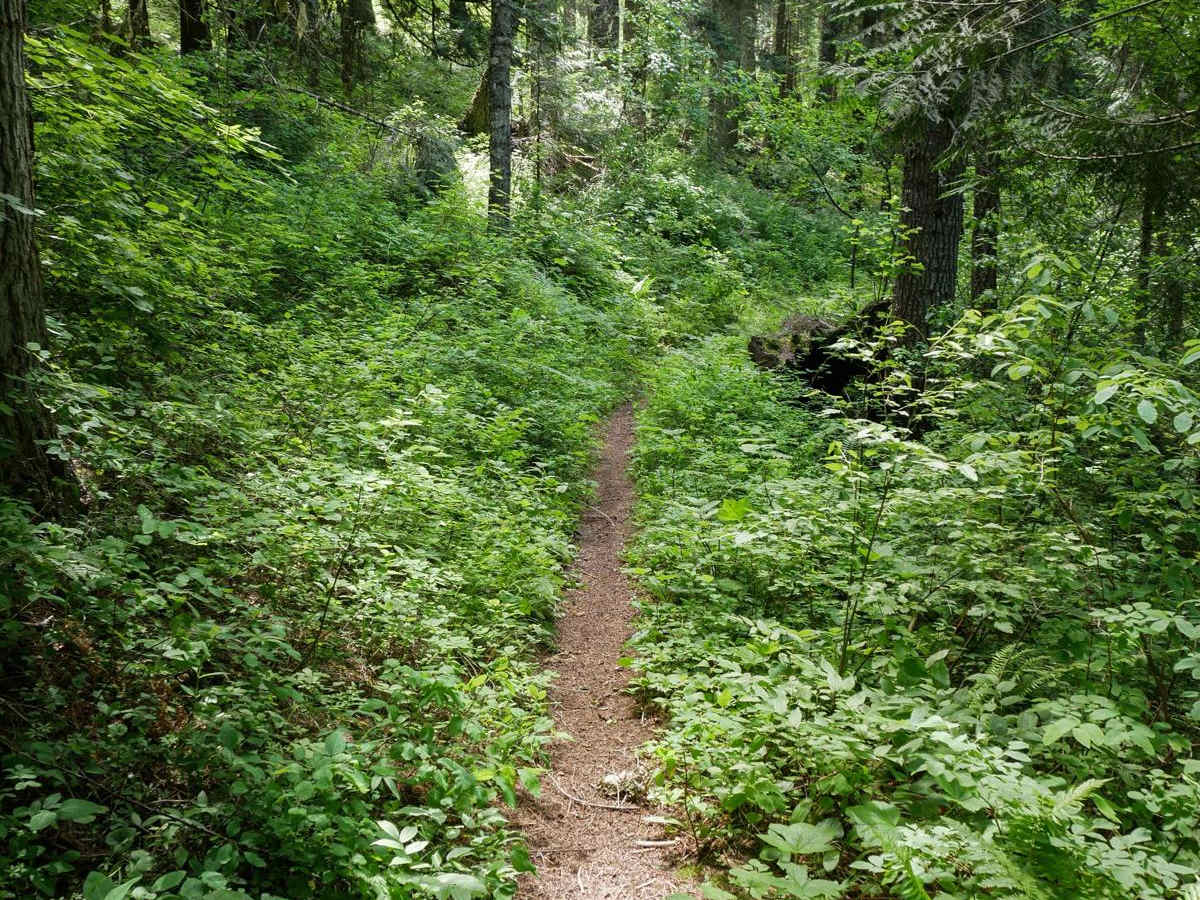 Weitas Creek photo 4