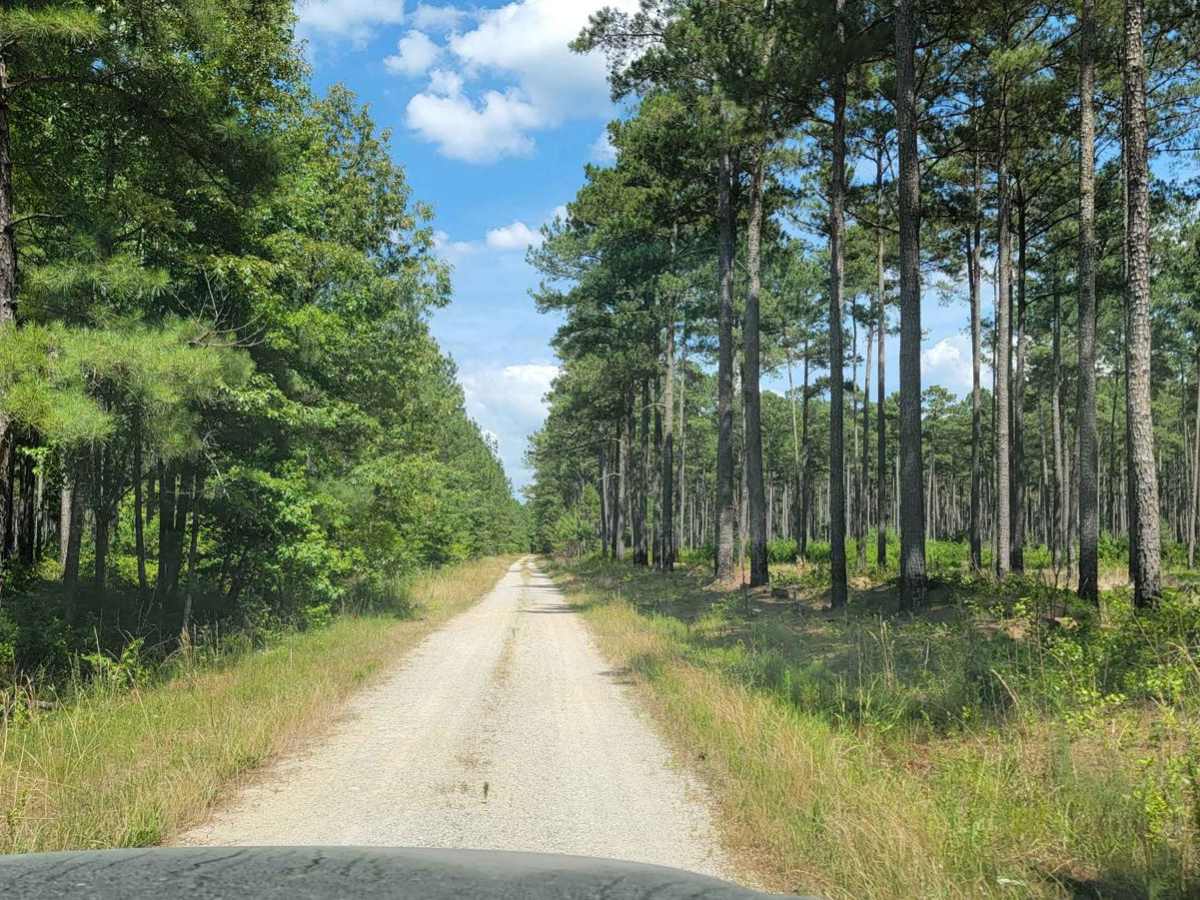 Big Woods Loop trail photo