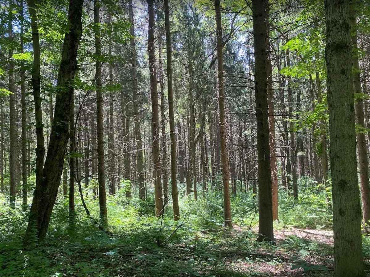 Kennedy State Forest - Hauk Hill Road photo 4