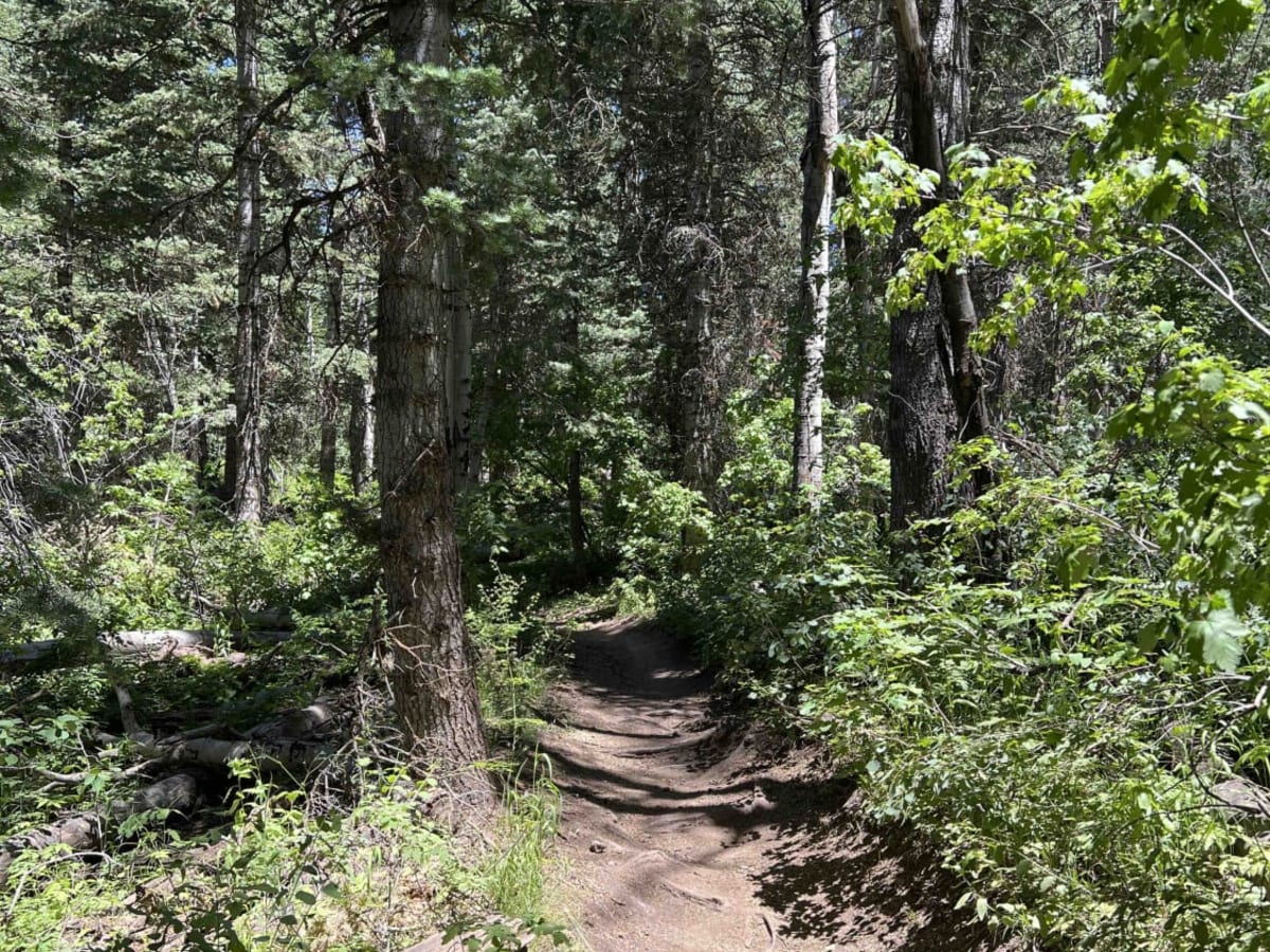 Tibble Fork (2041) photo 6