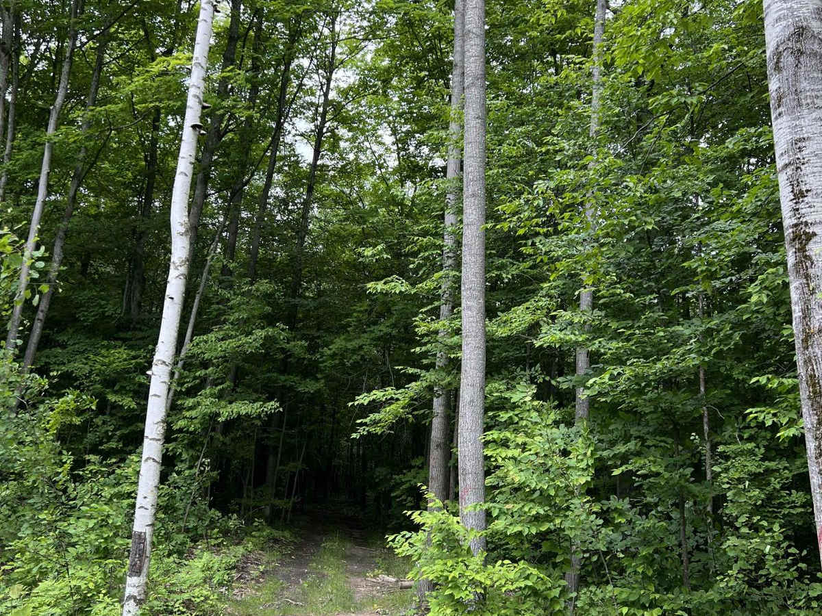 Avery Lake Sidetrack trail photo