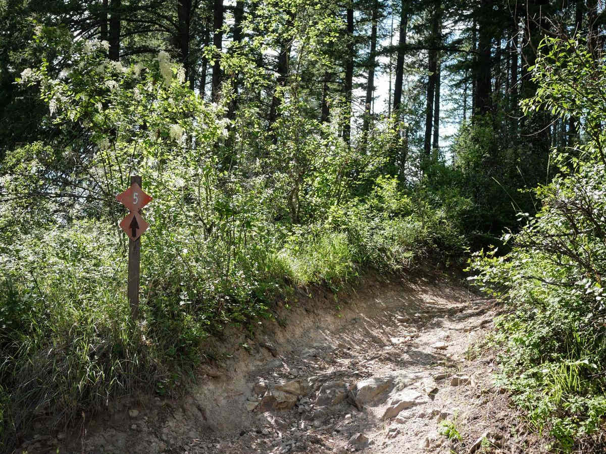 Canfield Mountain- Trail 5 photo 6