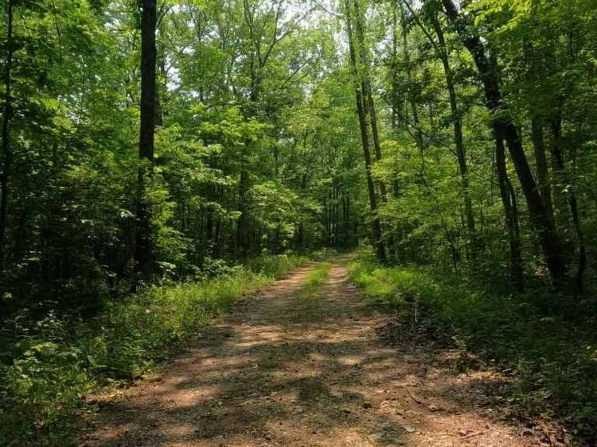 Matthews Mountain FSR 2127 photo 5