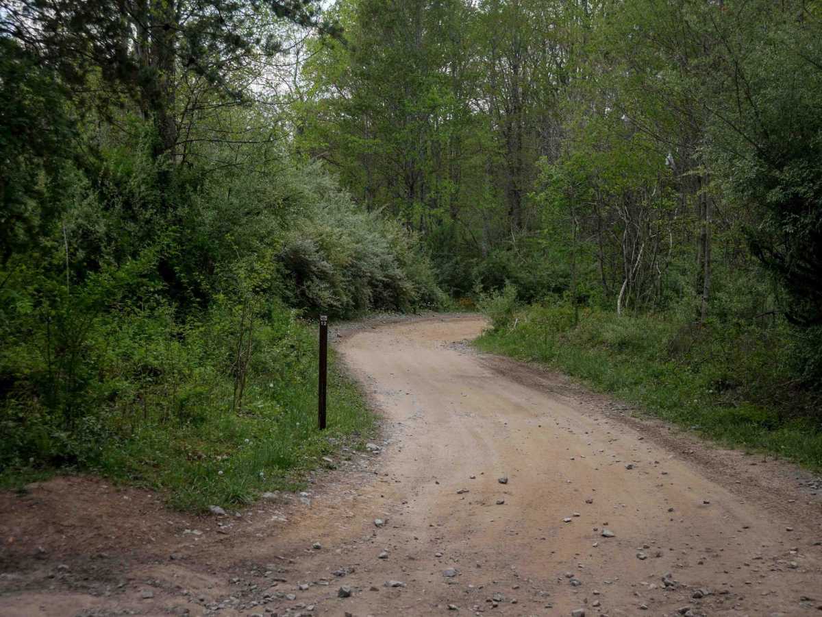 P12 trail photo