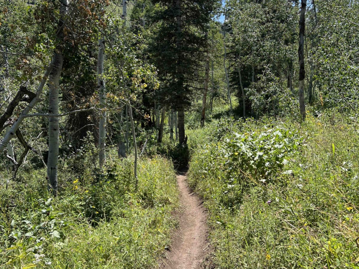 South Fork Little Deer Creek (2252) photo 4
