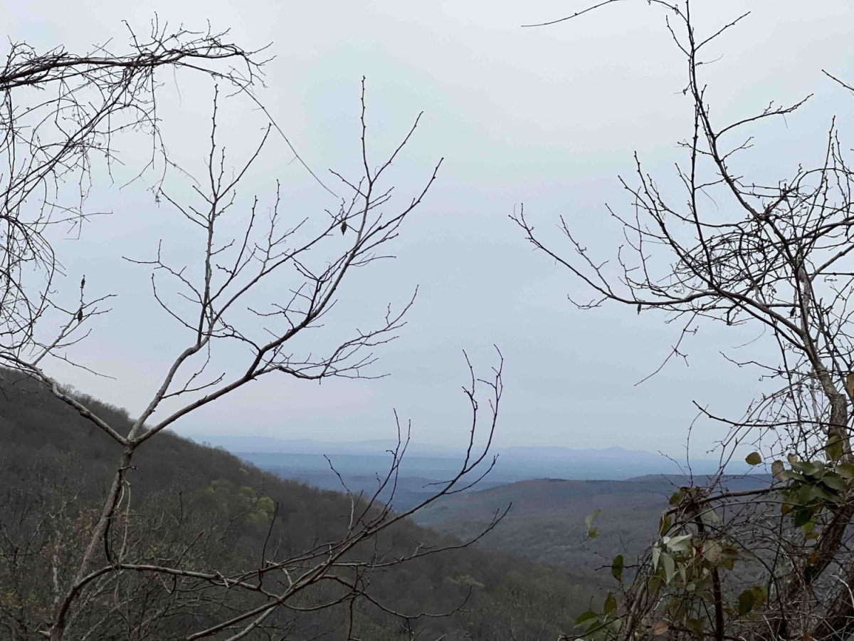 Potato Knob 1510 photo 2