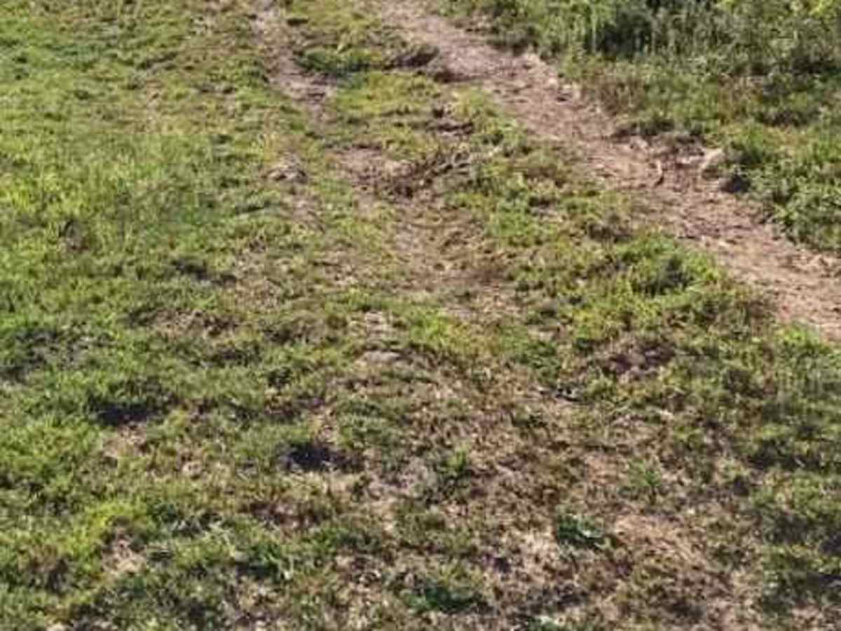 Lower Cub River Trail photo 5