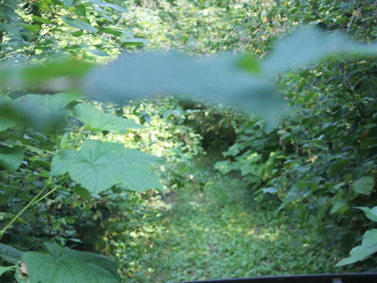 Al Donaldson Trail trail photo