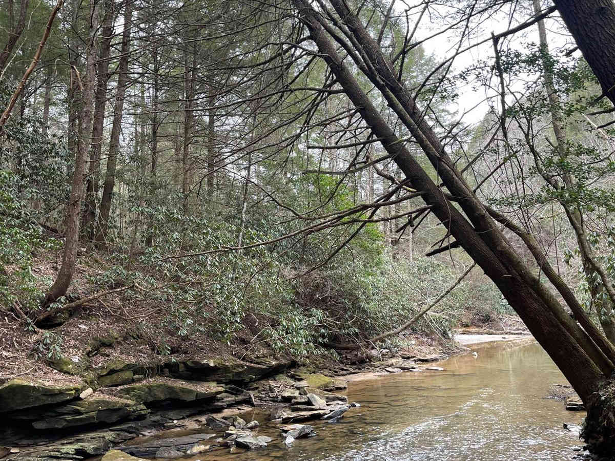 Dog Branch to Rooks Road trail photo