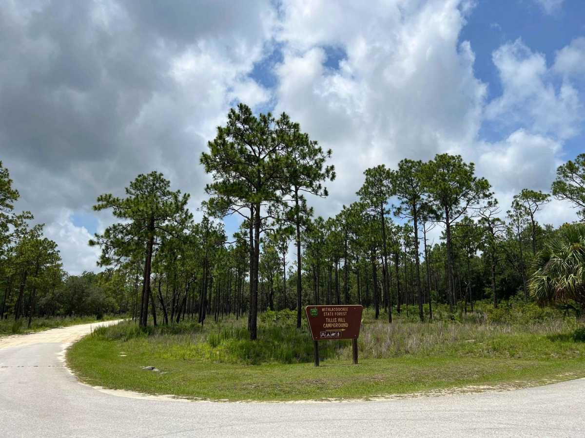 Citrus Wildlife Management | Trail 13 photo 4