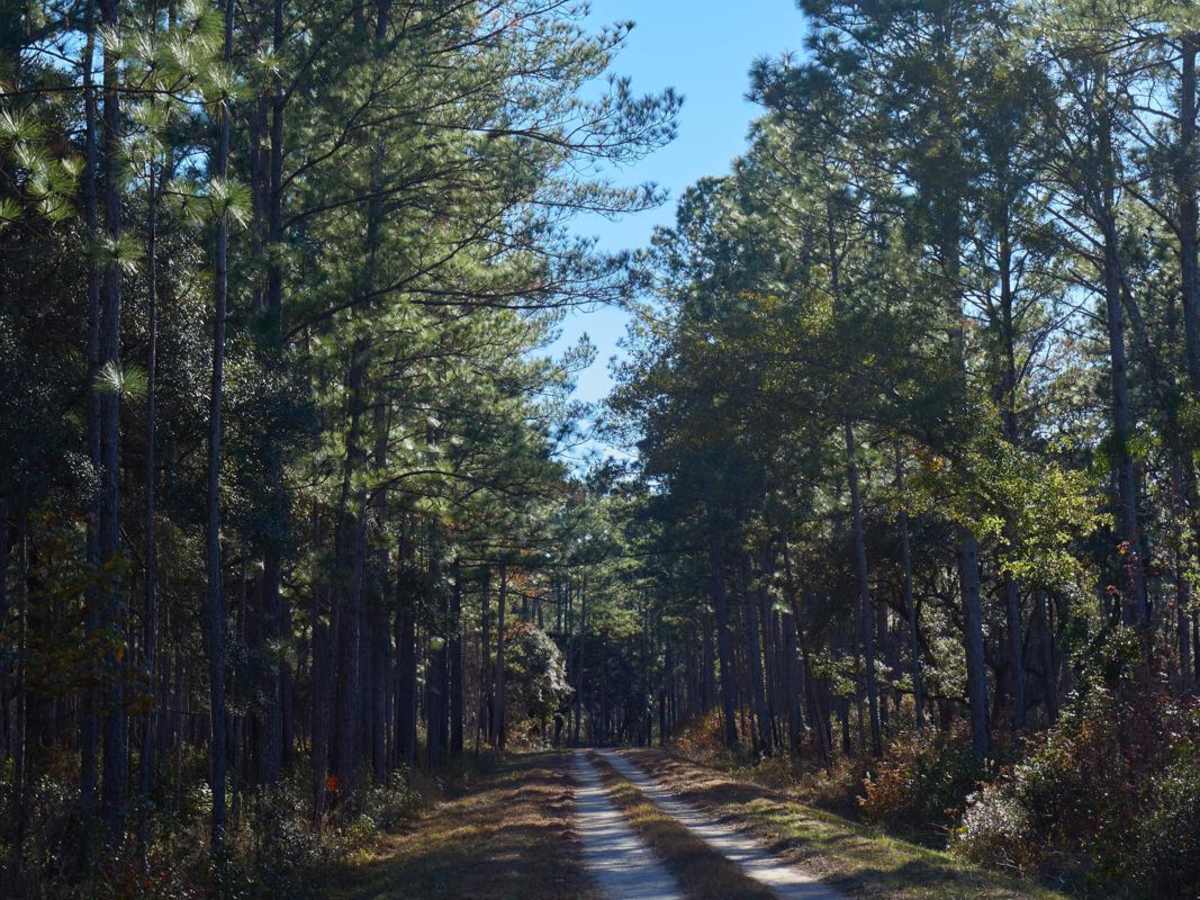 Murrell Tract - Part 1 - FSR 220 photo 5