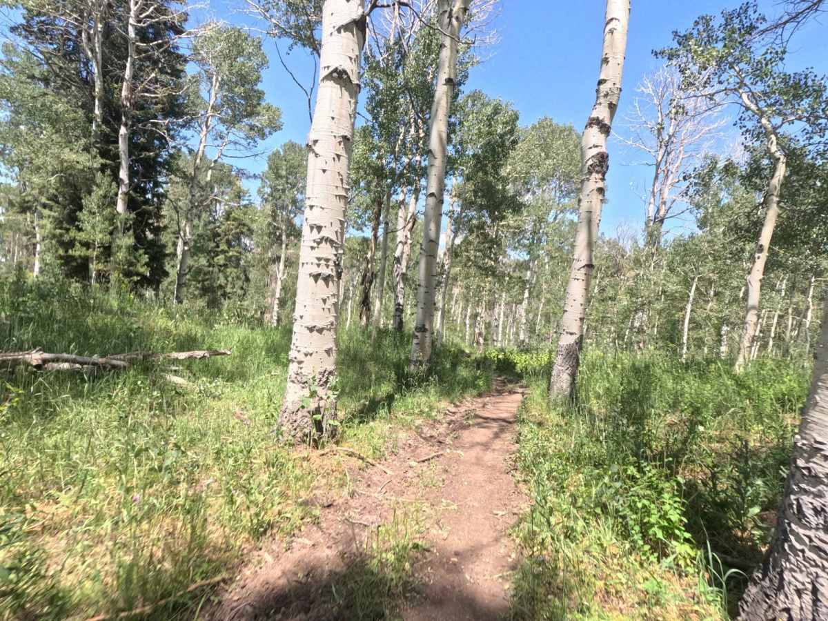 Shram Creek - FS 8124 photo 3