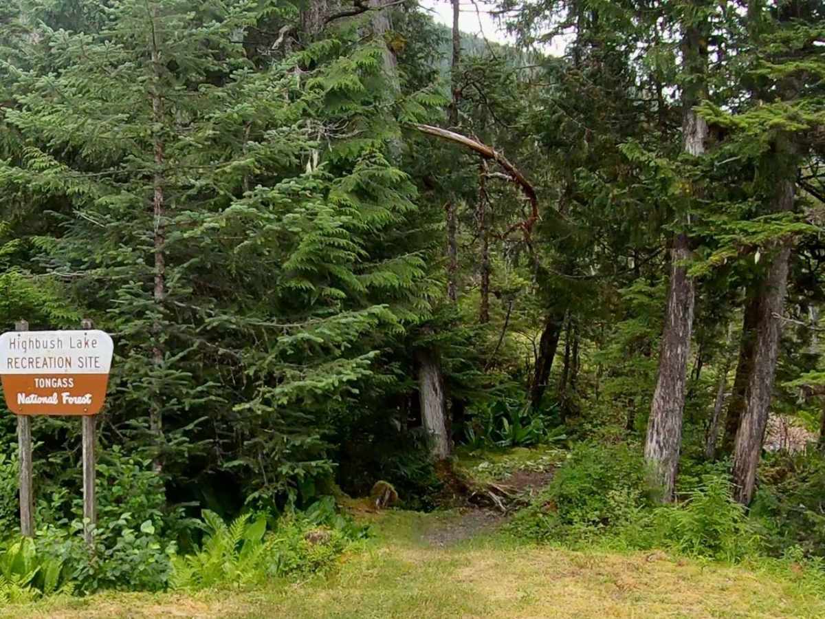Highbush - 50040 photo 6