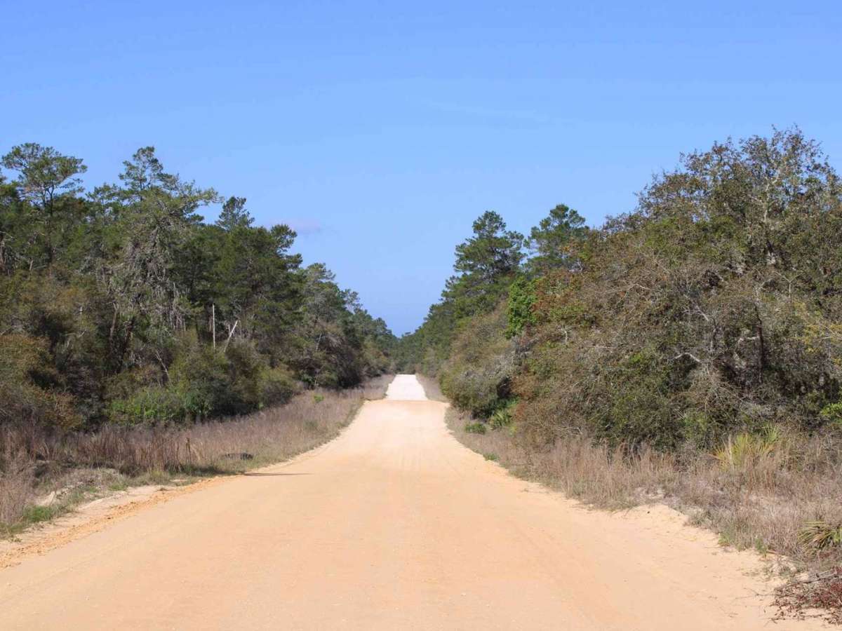 Ocala National Forest | Trail 50 photo 4