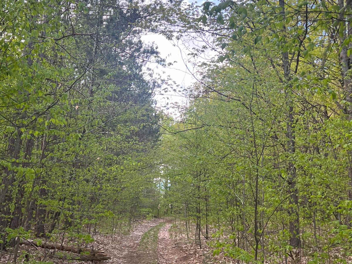 WP Connector Trail photo 6