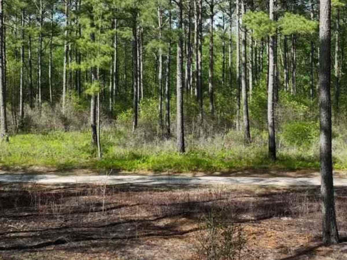 Chowan Swamp Gamelands photo 2