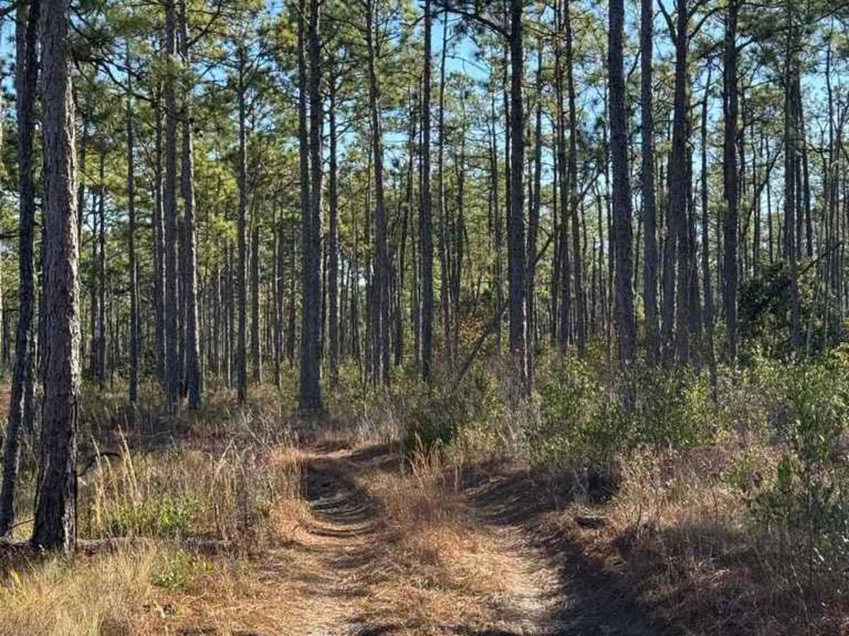 Bogue Road Spur 3 photo 6