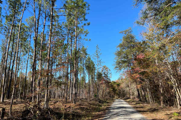 Mountain Springs Road - FS 236