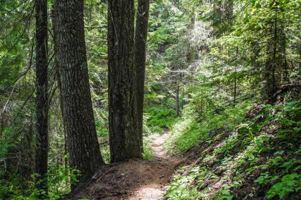 East Fork Meadow Creek No. 224 (Part 1)