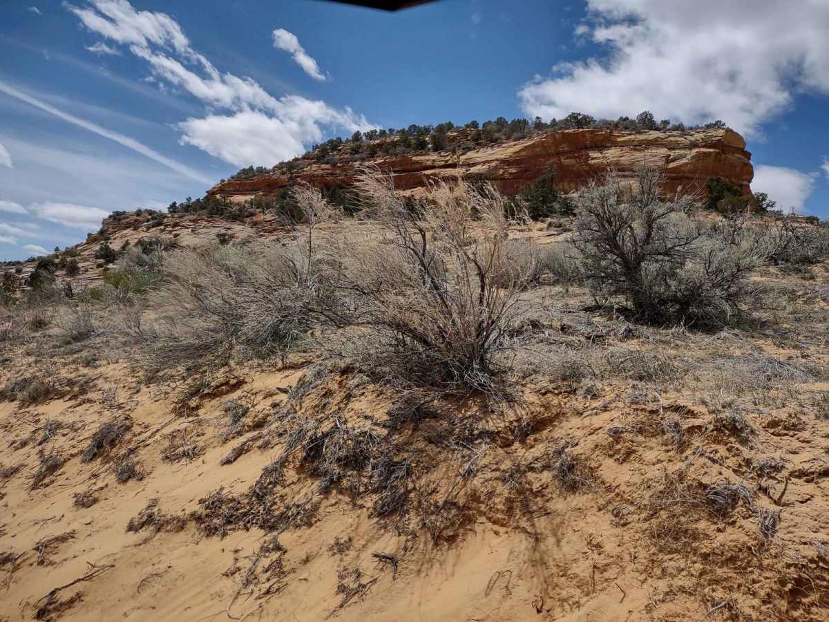 Sidewinder - Mansard Petroglyphs (BLM 104) photo 5