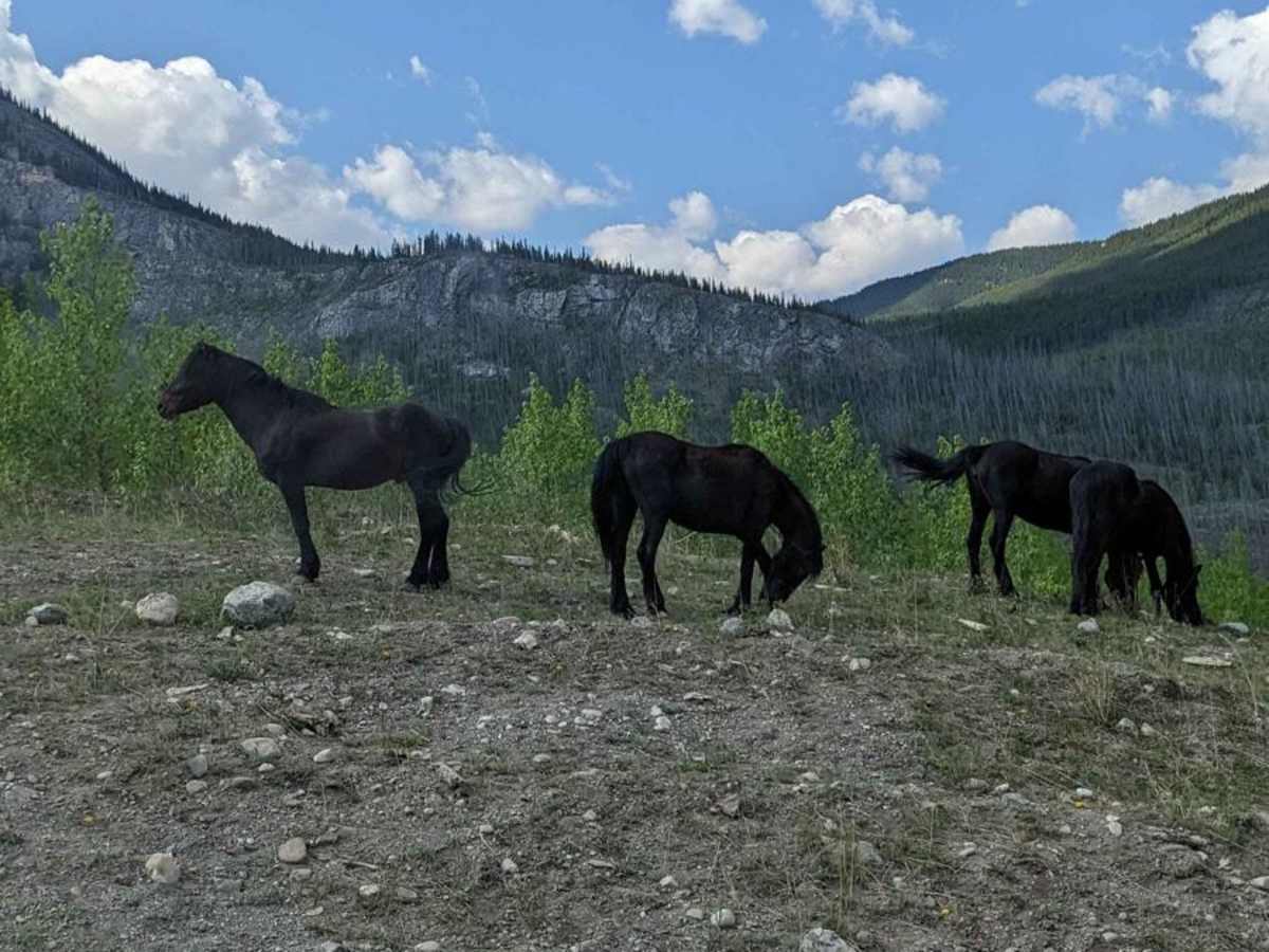 Ya Ha Tinda Road to Bighorn Falls photo 3