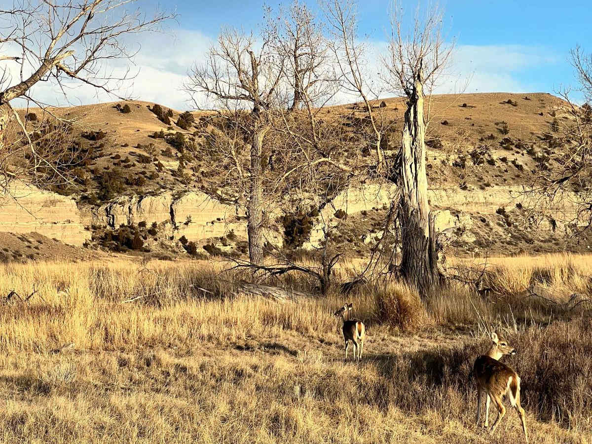 Buffalo Jump - Black Fords Fish Access photo 6