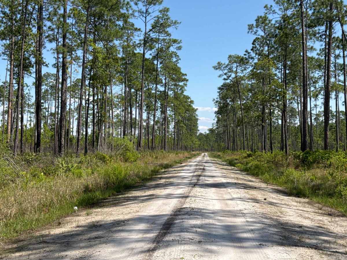 Middle Prong - Osceola NF 232 photo 3